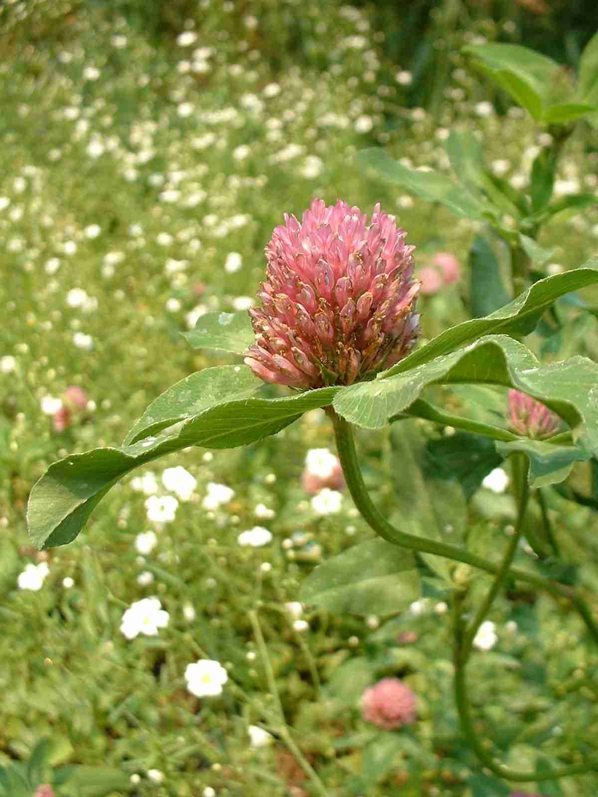 Stawberry Clover
